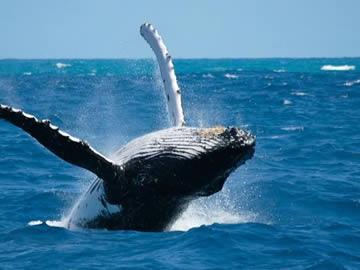 Avistramiento de Ballenas